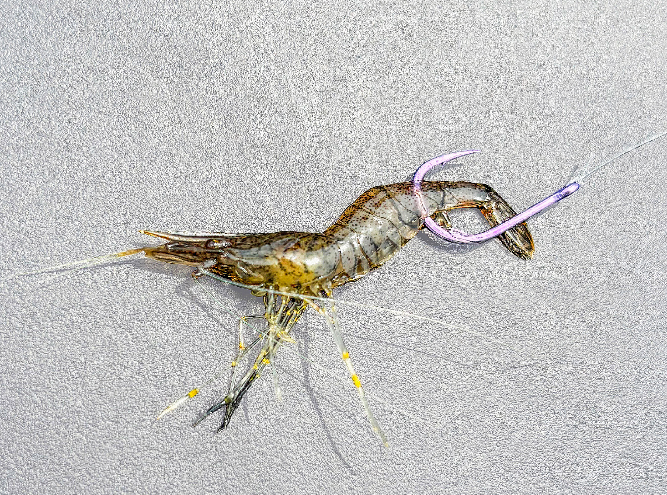 カン付海上釣堀