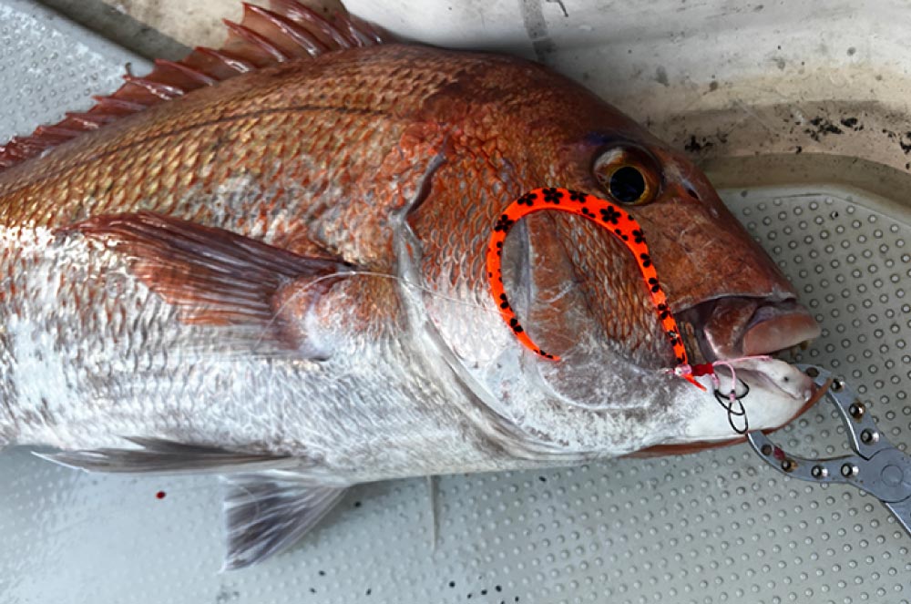 LUXXE 桜幻　メガシングルカーリー & 桜カーリー