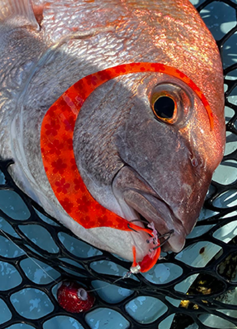 LUXXE 桜幻　メガシングルカーリー & 桜カーリー