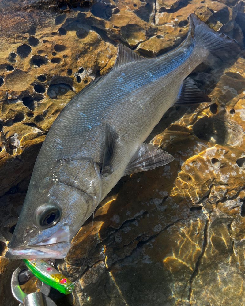 ルアーを使用して釣り上げた魚の写真