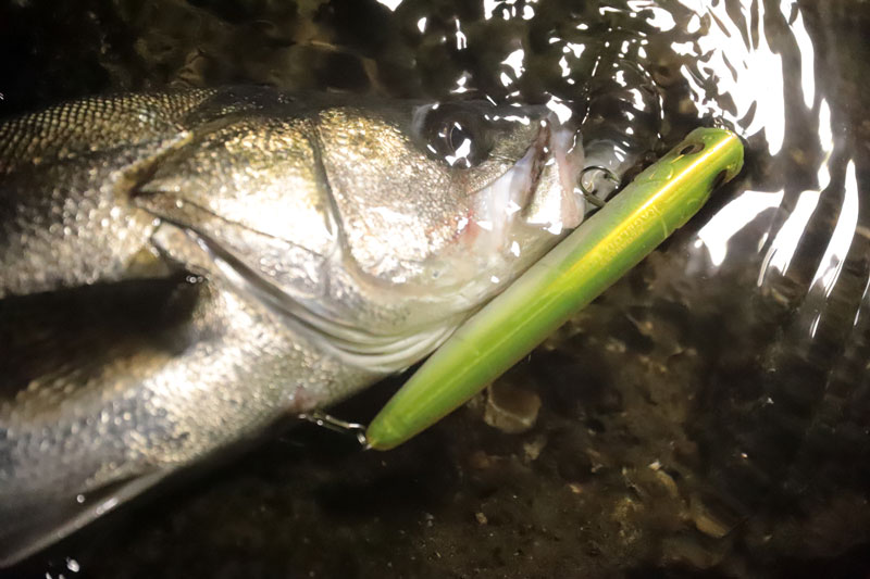 ルアーを使用して釣り上げた魚の頭部の写真