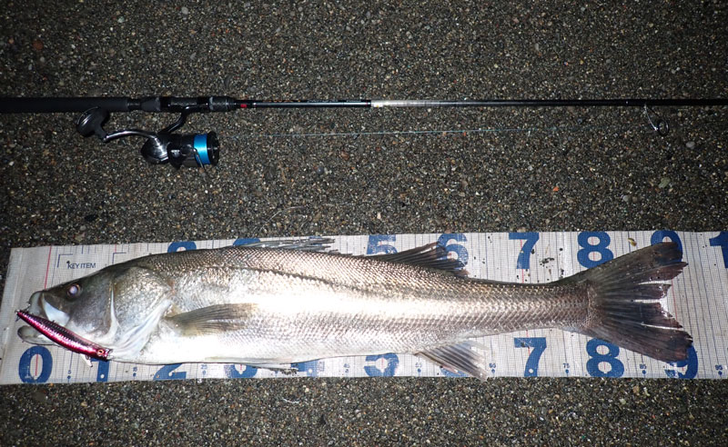 メジャーの上に横たわる約90cmのシーバスと、その横に並べられた使用ロッド。シーバスの唇にはルアーが掛かったまま。