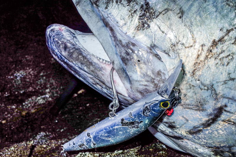 釣り上げた大型魚と、使用したルアー。唇に見事にシングルフックが掛かっている。