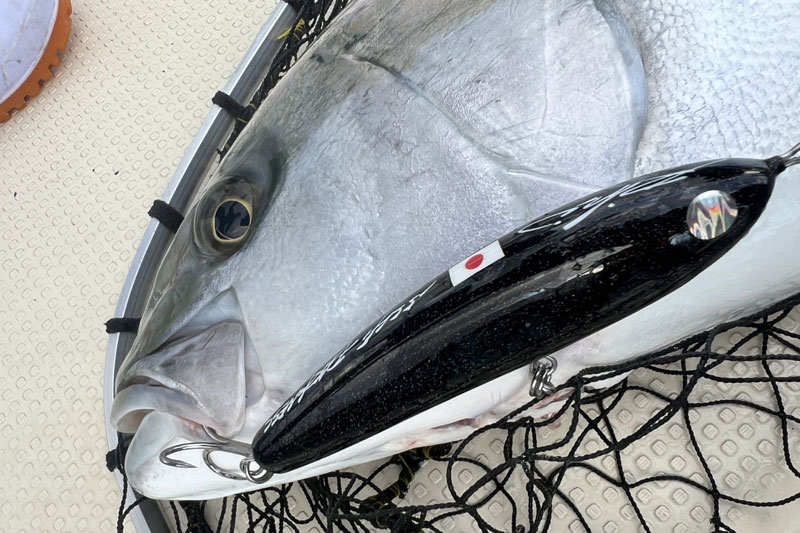 釣り上げた大型魚と、使用したルアー。唇に見事にトレブルフックが掛かっている。