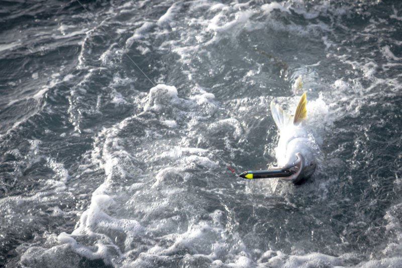 飛沫を上げながら海面上に姿を現した、ルアーを咥えた大型魚の頭部