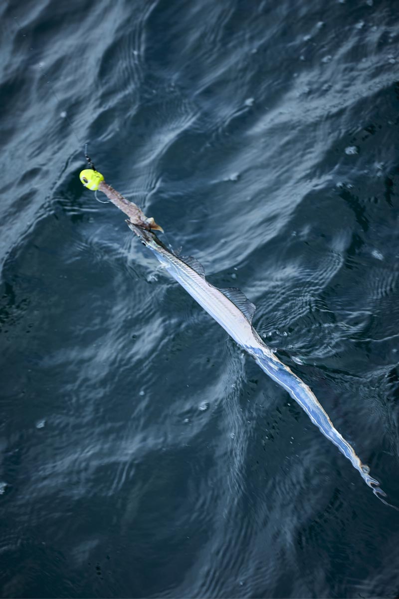 釣り上げられ、海面に姿を現したタチウオ