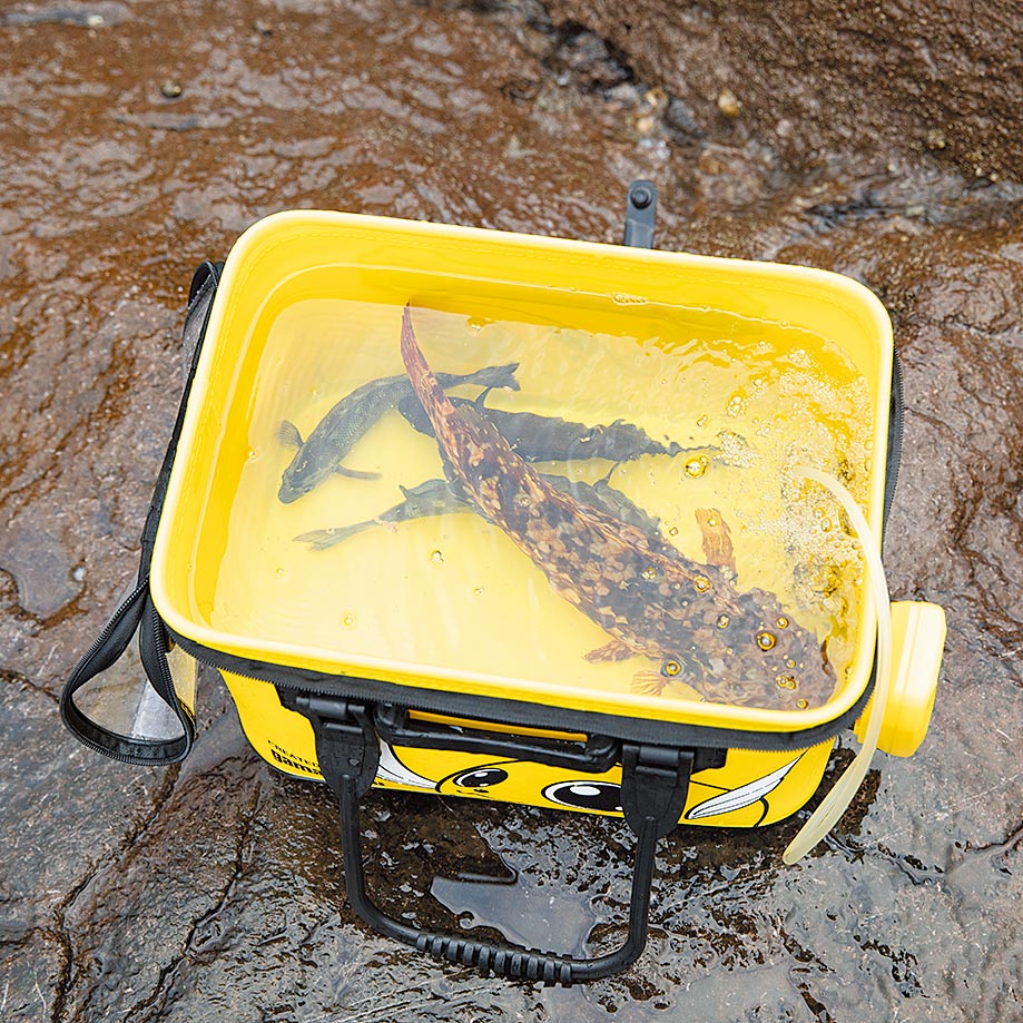 さかなをいかす