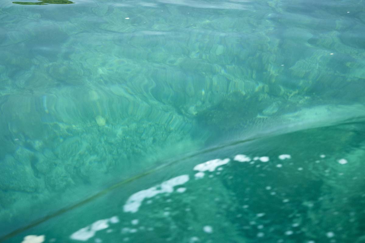 宇和海の海中の様子