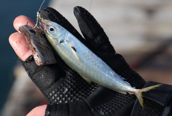 ハナカンに活きアジ、鈎に切り身を付けた仕掛けの写真