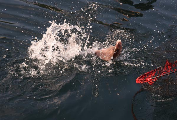 水面に上がった魚をタモ網に収めようとしている様子