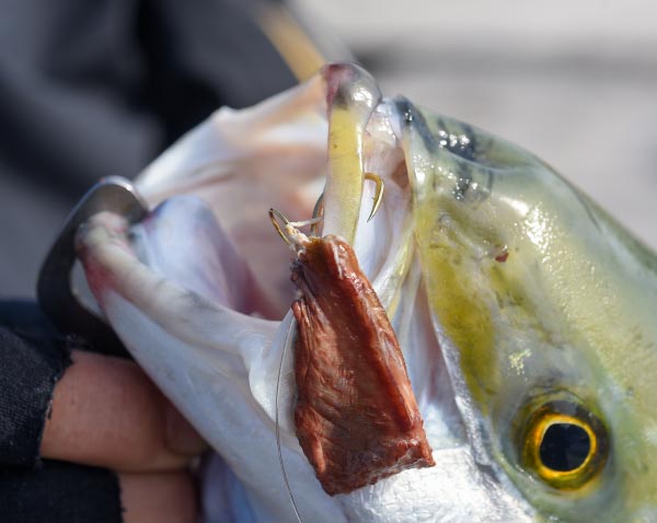 釣り上げた青物魚。唇に鈎が掛かっている。
