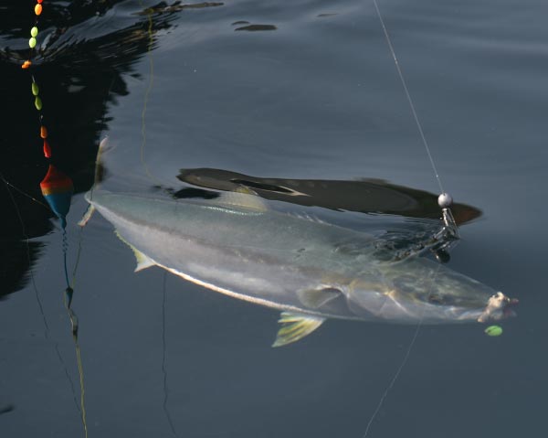 水面近くに姿を見せる青物魚