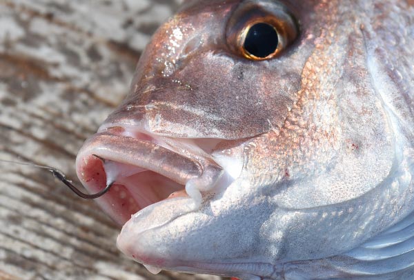 釣り上げたマダイ。口の中の膜に鈎が掛かっている。