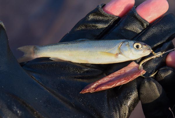 ハナカンに取り付けたウグイと、鈎に刺したカツオのハラミ