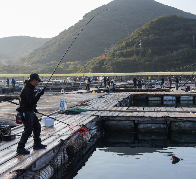 右手に竿を持ったまま左手にタモを持ち、海面に顔を出したマダイを収めようとする沖長