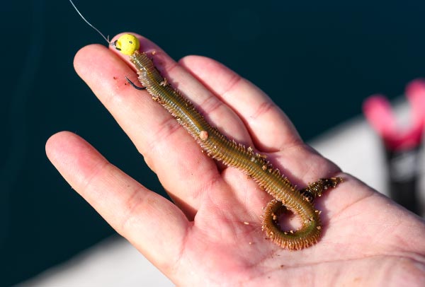 ダイレクトボールの鈎に取り付けられたアオイソメ