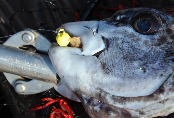 ダイレクトボールの鈎がしっかりと掛かったイシガキダイの口元