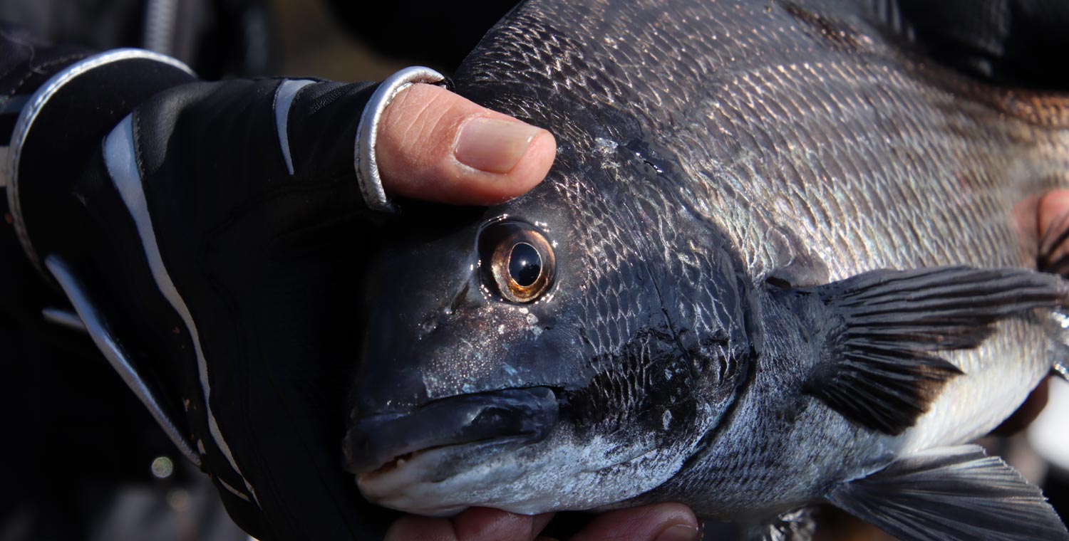 両手に抱えられた、巨大チヌの頭部から胴体