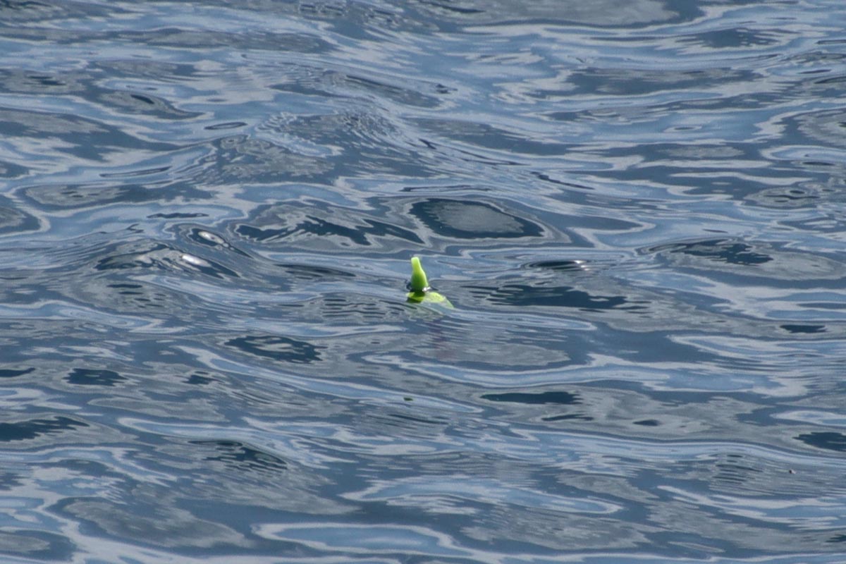 海面から覗くウキ