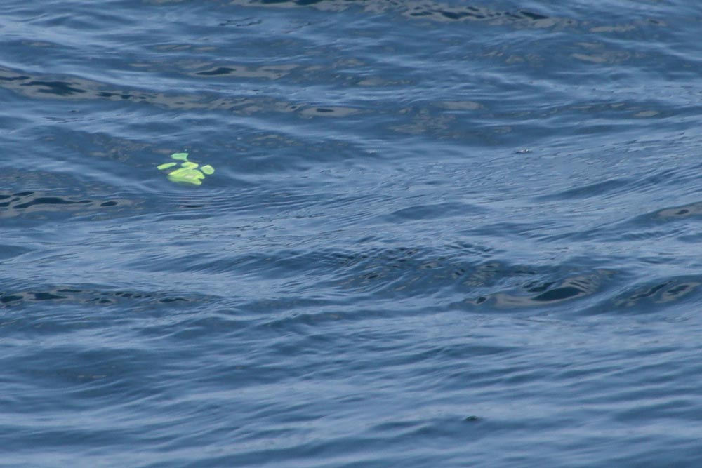 海面下に沈んだウキの様子