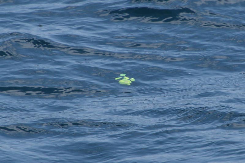 海面下に沈んだウキの様子