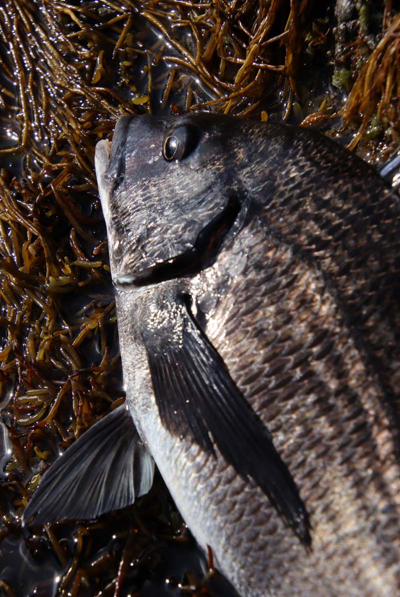 磯に生えた茶色の海藻の上へ置かれたチヌの上体