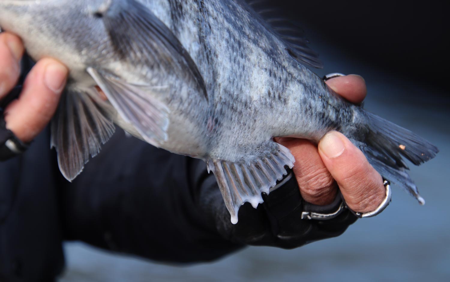釣り上げたオスのチヌの尻ビレから垂れる精子