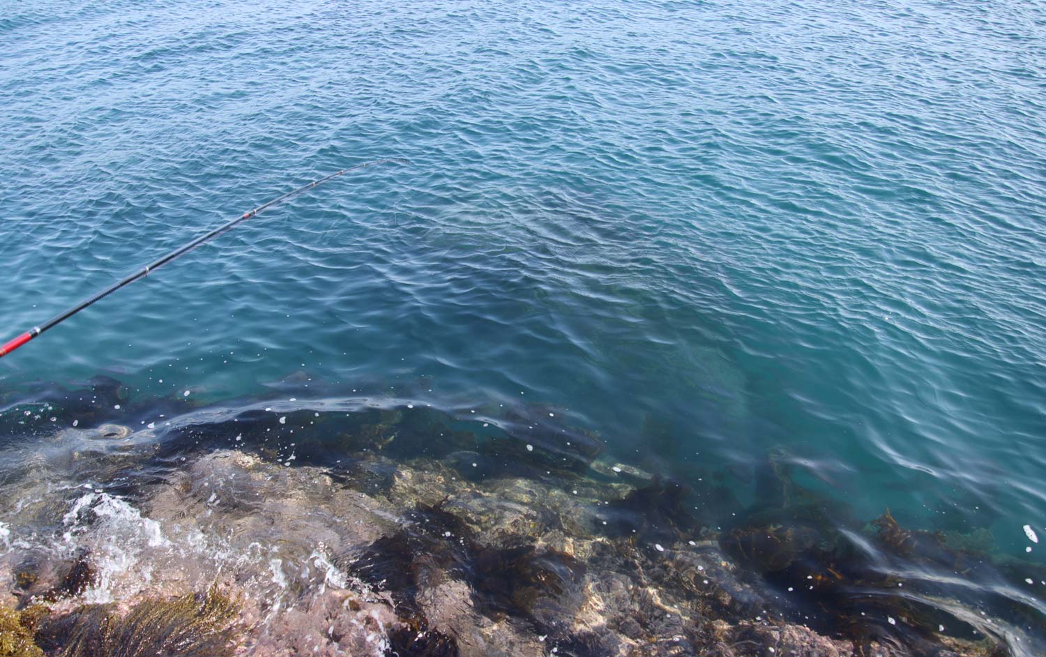 中西が釣りをしている磯の海中の様子
