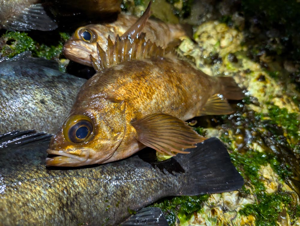 磯上に並べた、釣り上げた魚たち