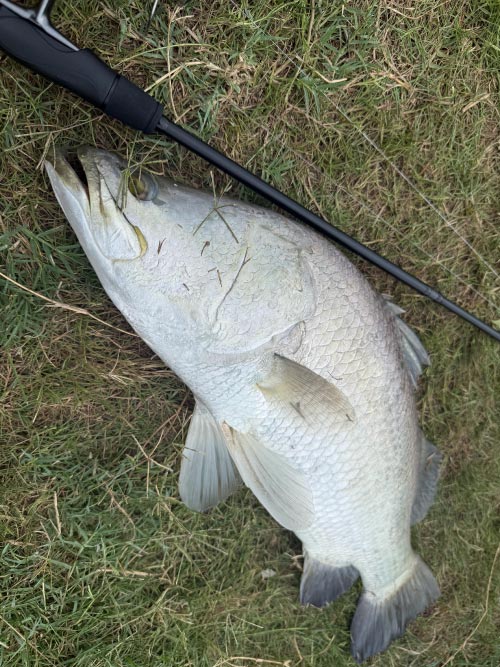 草の上に置かれた、釣り上げた魚とパックスタイル