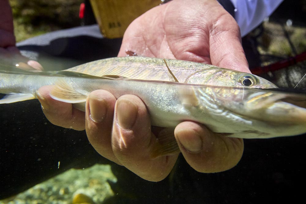 釣り上げた渓流魚を水面で持つ様子を、水中から捉えた写真。