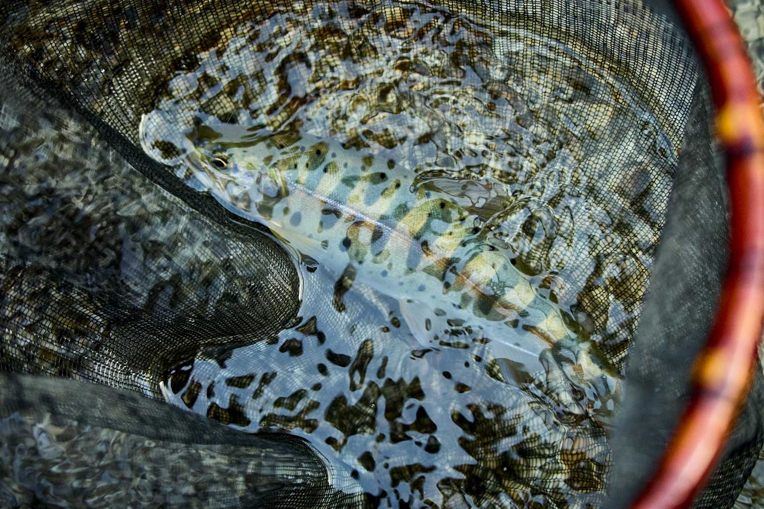 底面を川につけた網の中で泳ぐヤマメ