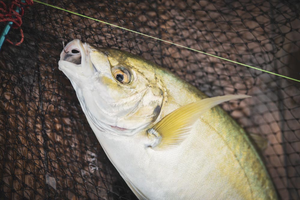 タモ網に収まった魚