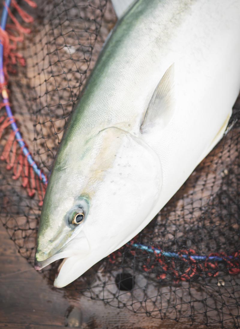 タモ網に収められた魚