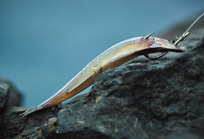 エサの魚の目から通し、胸ビレのあたりへ抜いた鈎