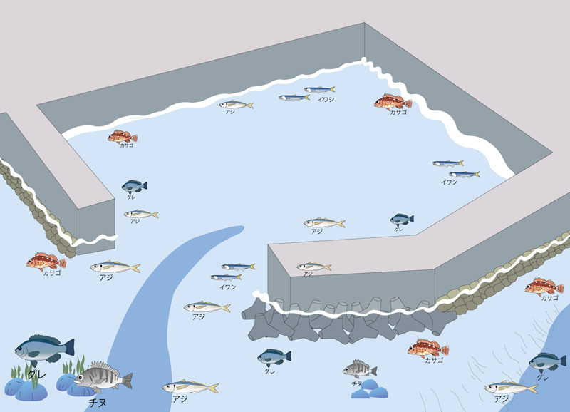 堤防（防波堤）で釣れる魚の種類と釣れる位置の図解