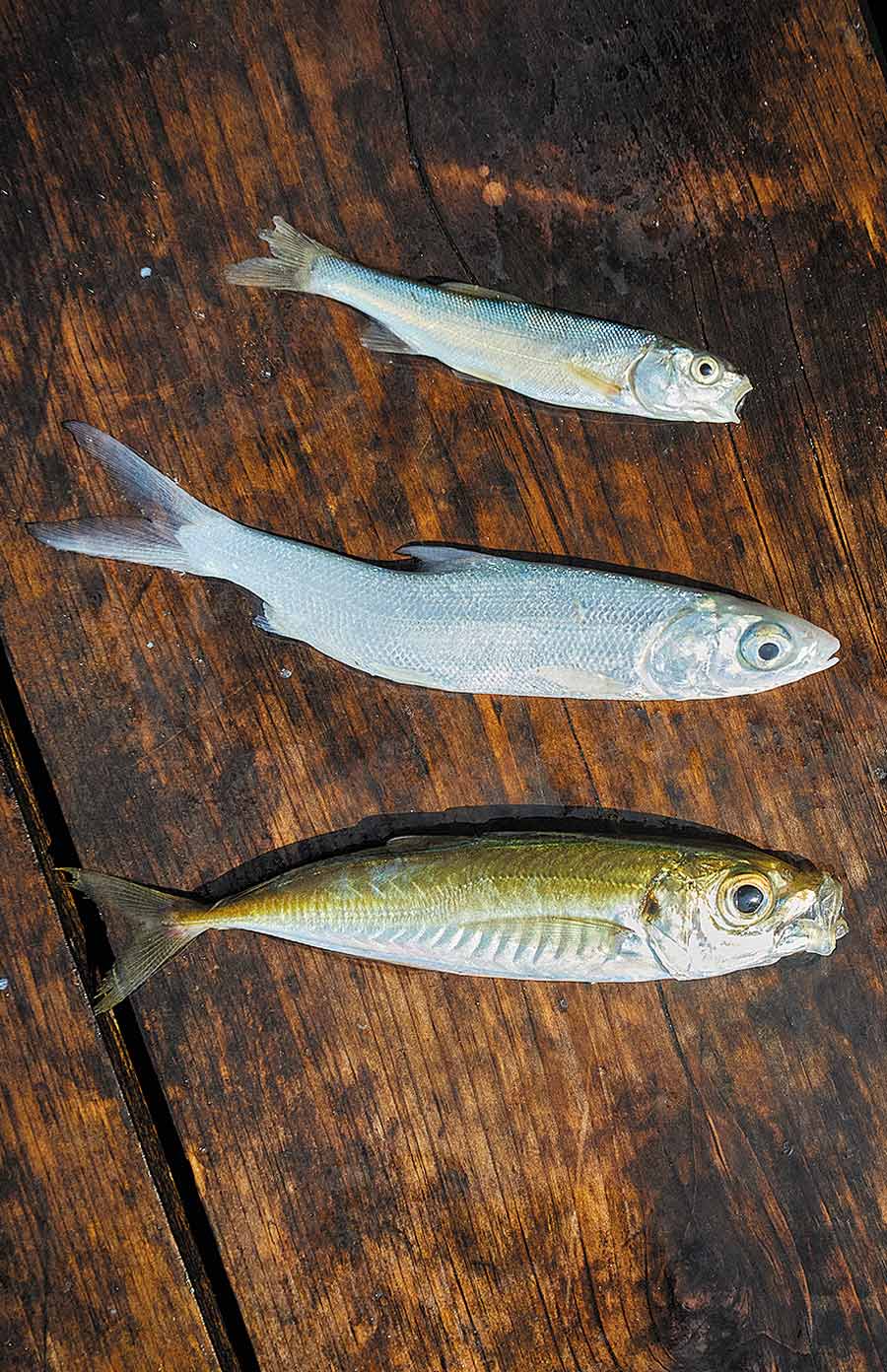 アジなどの泳がせ釣りで使われる魚たち