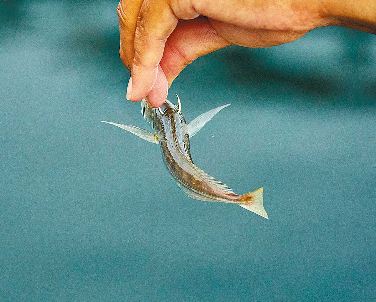 ヒレをカットし、釣り針に掛けた餌のアジ