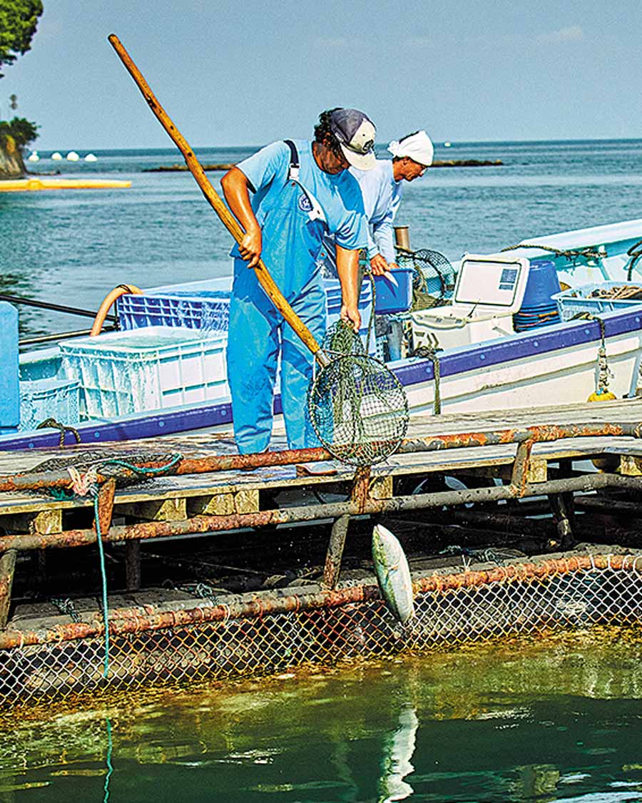 アジなどの泳がせ釣りで使われる魚たち