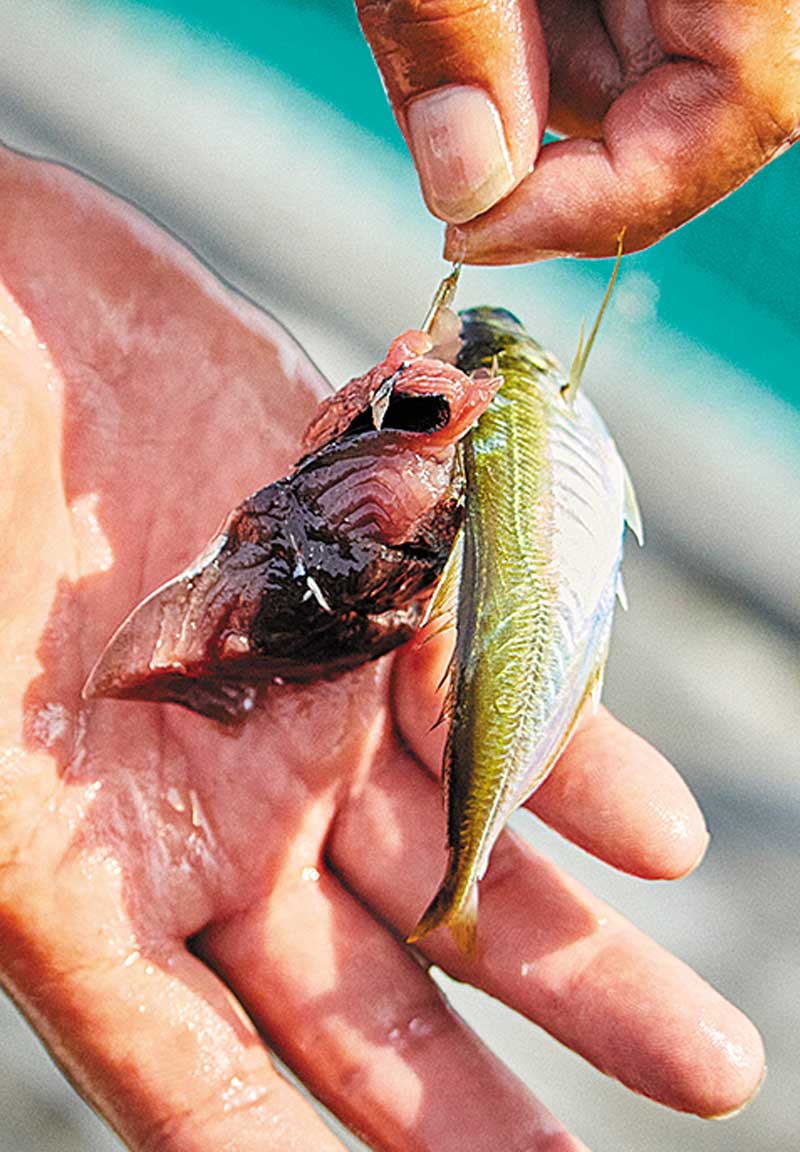 カツオの内臓と活き餌を抱き合わせた鈎