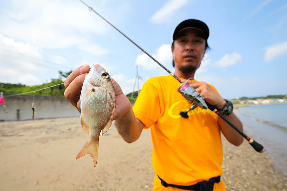 チャリコ（マダイの幼魚）もよく釣れます。小さくても力強いので引きの強さも楽しめます。