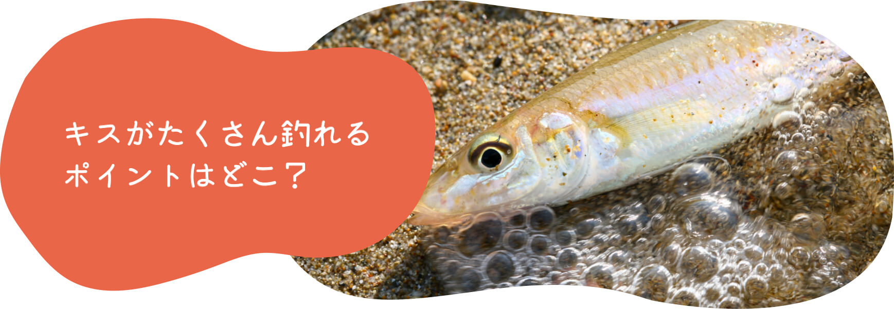 キスがたくさん釣れるポイントはどこ？