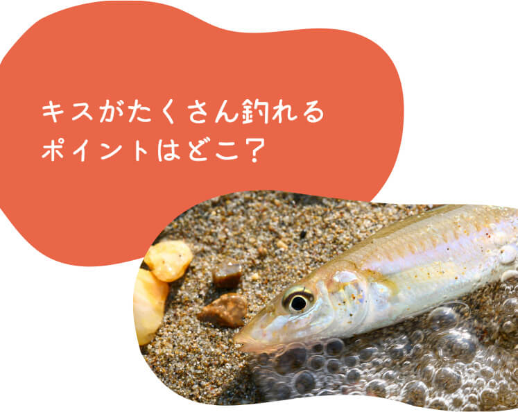 キスがたくさん釣れるポイントはどこ？