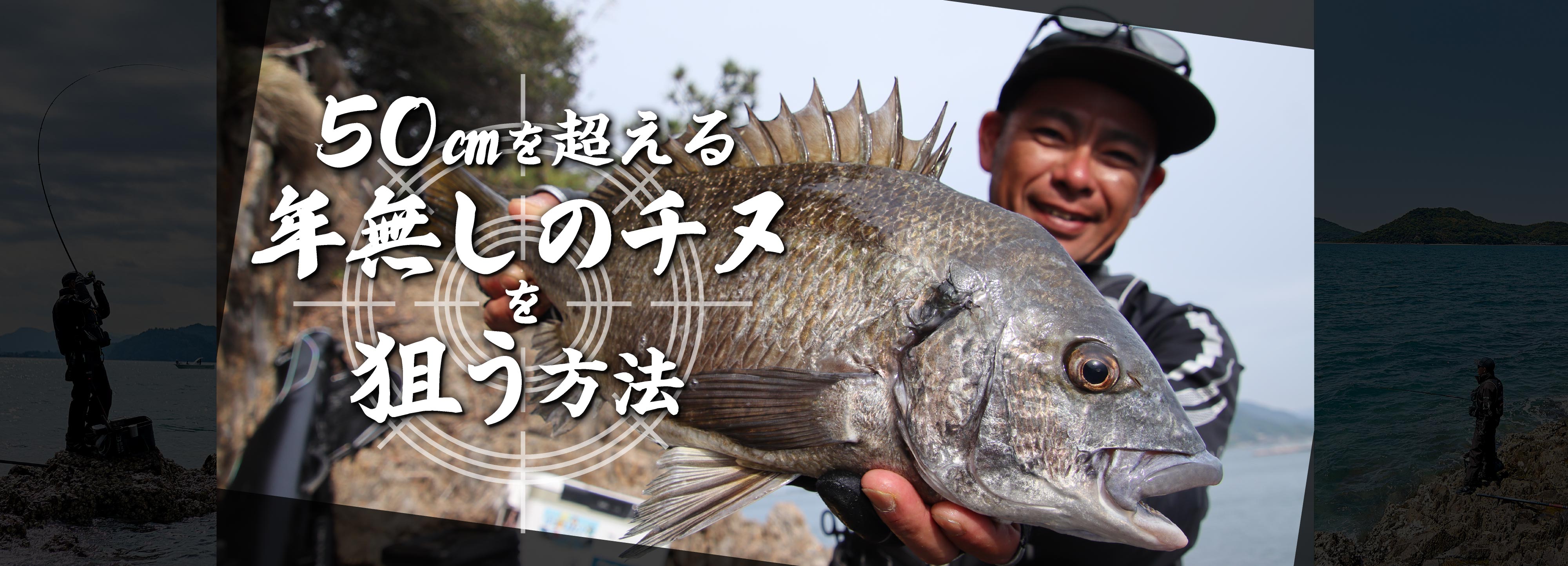 50㎝を超える年無しのチヌを狙う方法