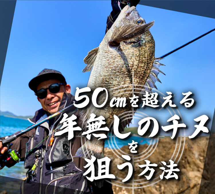 50㎝を超える年無しのチヌを狙う方法
