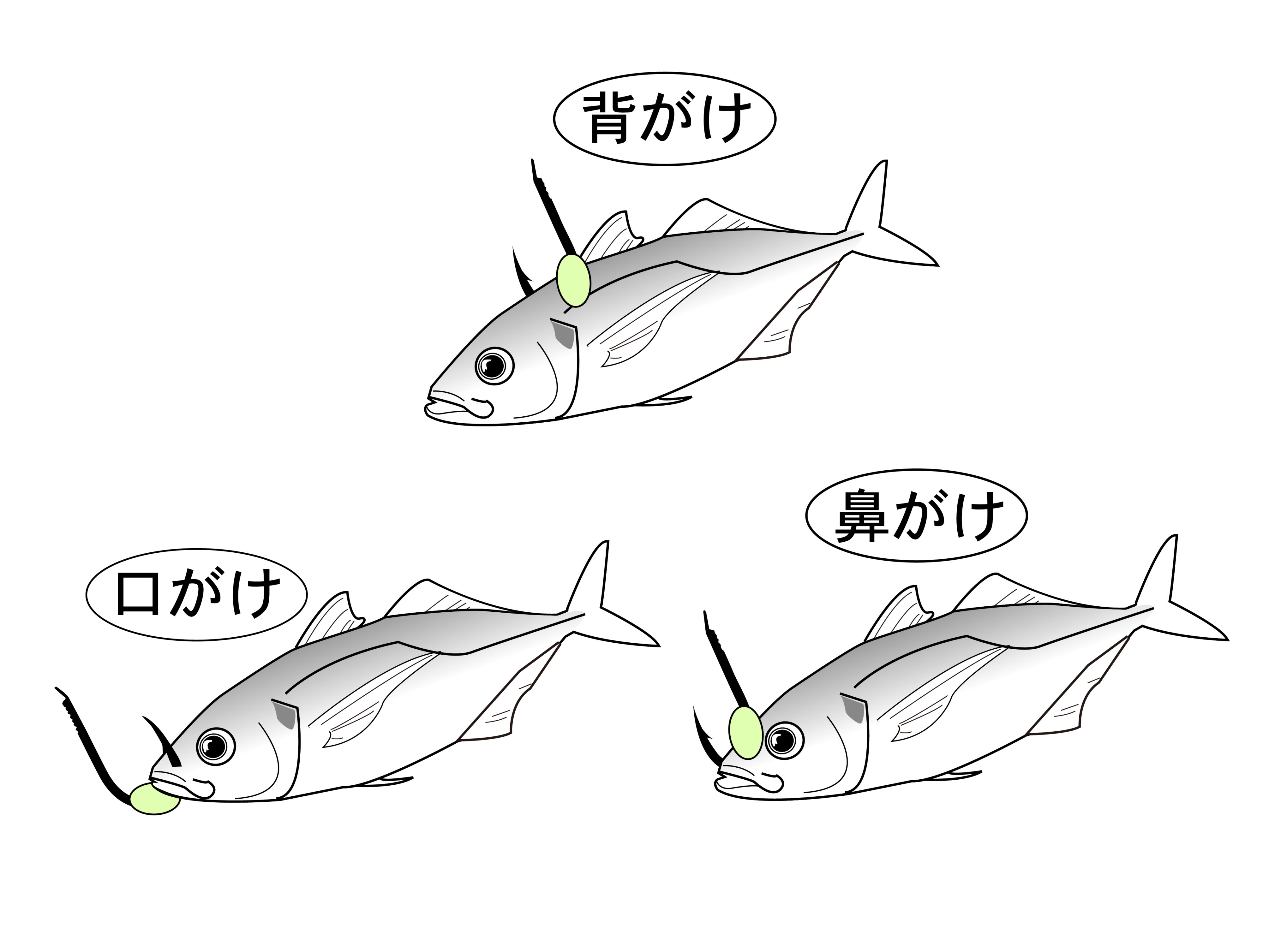 海上釣堀 青物泳がせ仕掛 タナとりオモリ仕様 | がまかつ