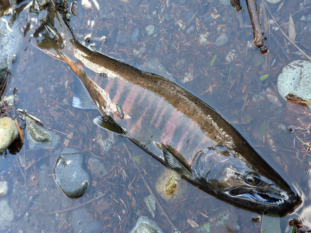 がま渓流 本流スペシャル2 | がまかつ