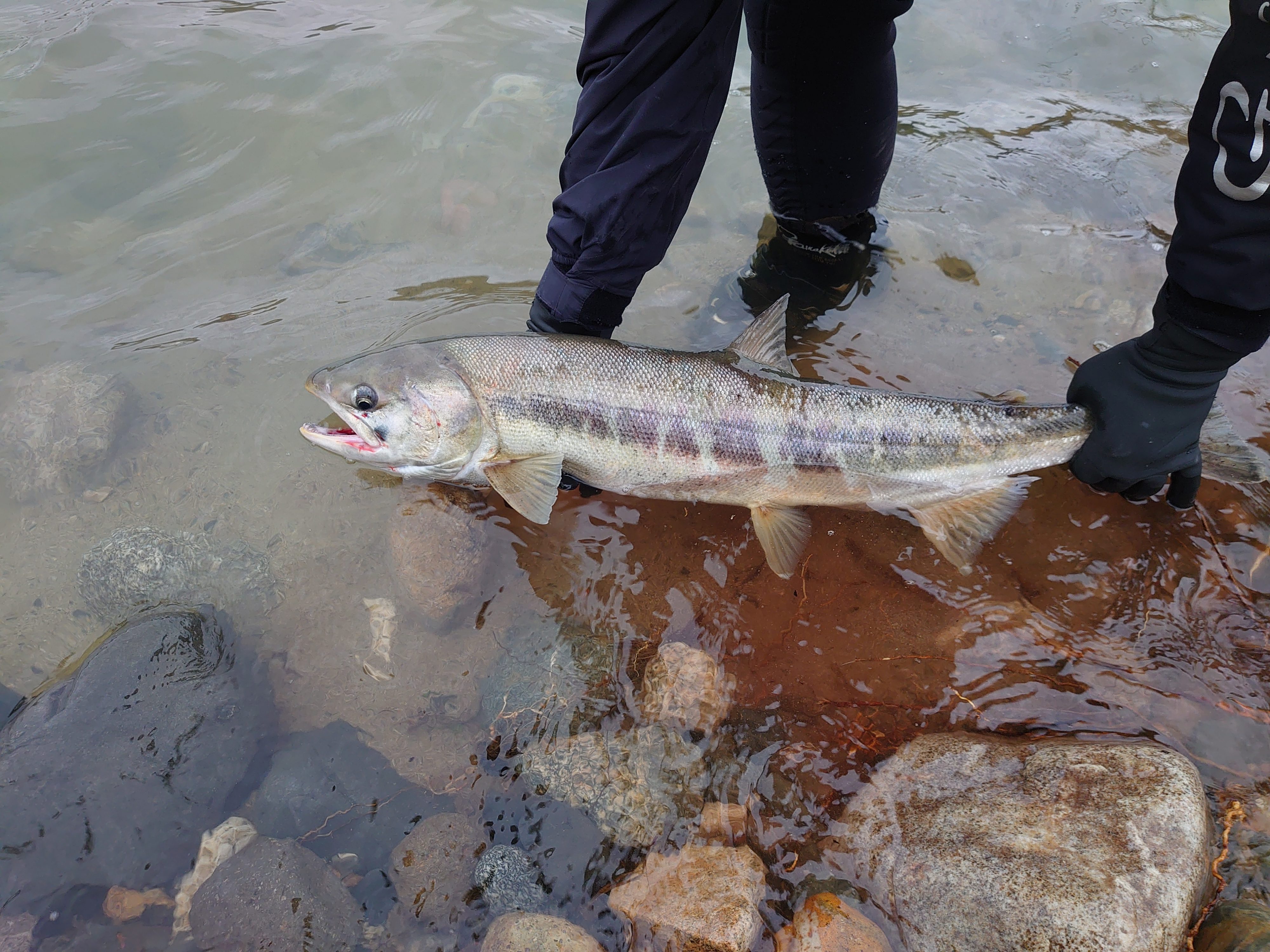 荒川鮭有効利用調査に参加 がまかつ 荒川鮭有効利用調査に参加 がまかつ
