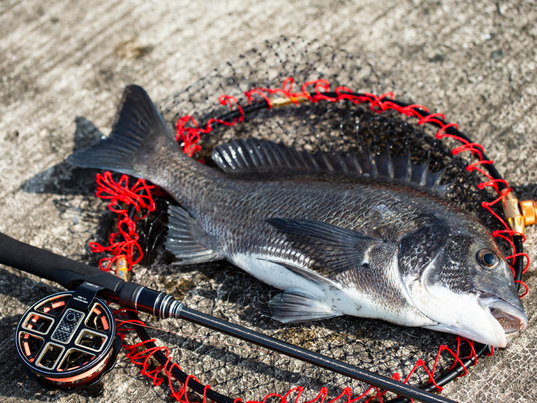 がまチヌ へちさぐり 銀参郎 アルティメイト | がまかつ