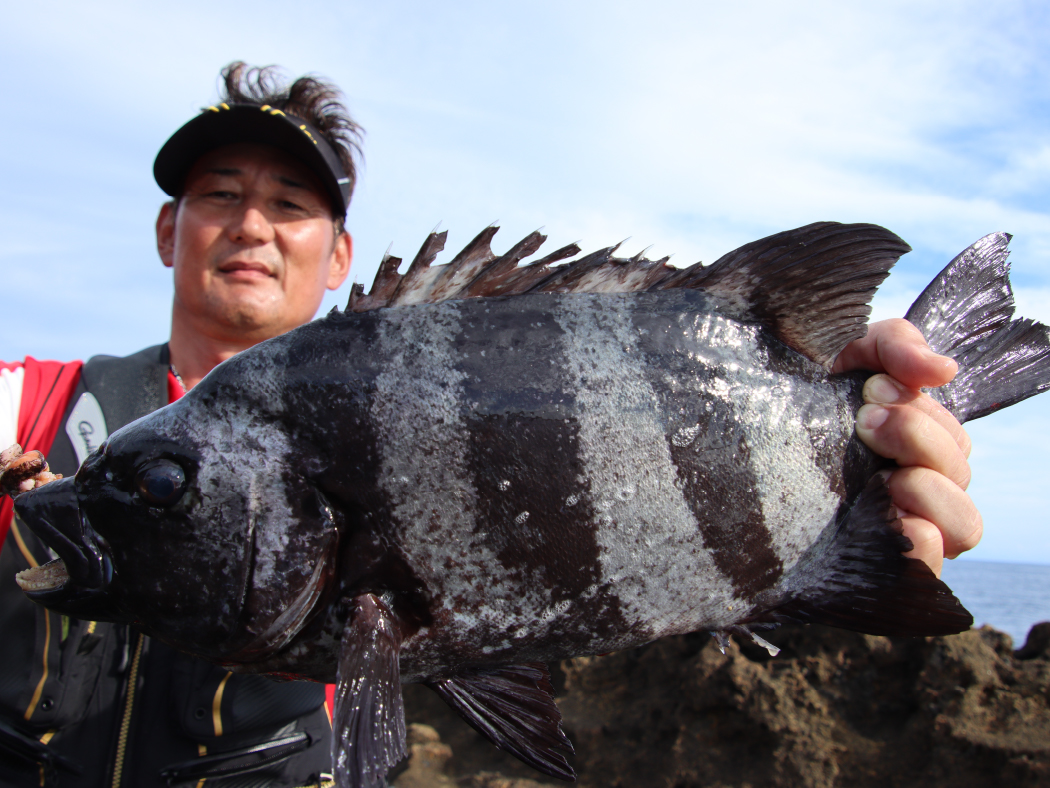 がま石 レギス3 | がまかつ